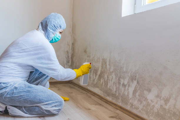 Black mold inspection in Port Reading
