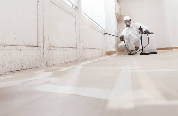 Black mold remediation team in Port Reading